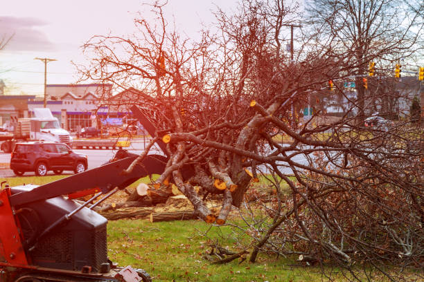 How Our Tree Care Process Works  in  Angier, NC