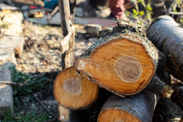 Trusted Angier, NC Tree Care Experts