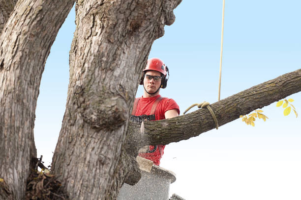 Best Fruit Tree Pruning  in Angier, NC